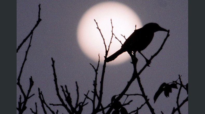 Un ave, que según los habitantes de Izalco, Sonsonate, es un clarinero, permanece en la rama de un árbol contiguo al parque central, a la luz de la luna. Foto LPG/Félix Amaya, archivo