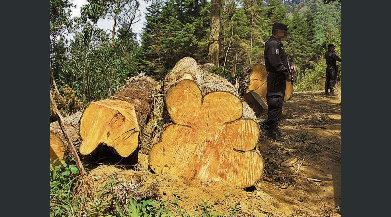 Tala.   Durante la verificación hecha ayer se determinó que no fueron 50 árboles talados, sino que hallaron 107 evidencias de los árboles de ciprés derribados.