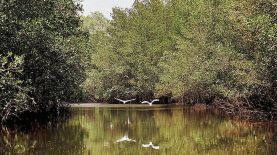 Exigencia. Ambientalistas exigen al Gobierno retomar la discusión de la ley del cambio climático.