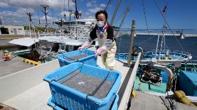 Una mujer traslada bandejas de pescado capturado en el puerto de Ukedo, cerca de la central nuclear de Fukushima Daiichi, en Japón. Foto: EFE