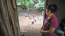 Sobrevivir. Gladys Martínez, de 52 años, vive junto a su madre, María de Jesús Martínez de 87, en el caserío Los Escalantes, en Guaymango, departamento de Ahuachapán. Cría pollos para venderlos, pero eso solo le asegura comida para pocos días.