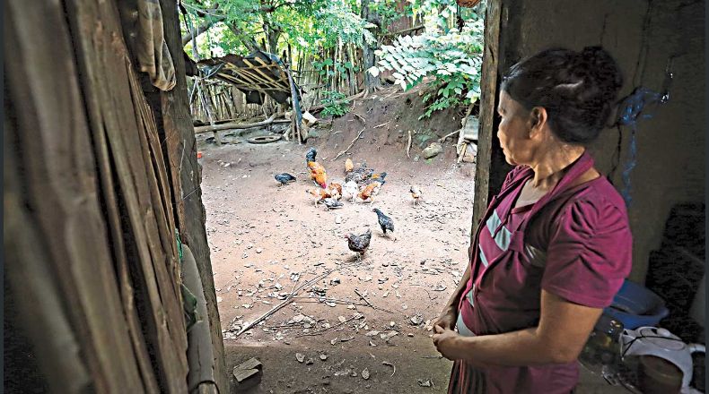 Sobrevivir. Gladys Martínez, de 52 años, vive junto a su madre, María de Jesús Martínez de 87, en el caserío Los Escalantes, en Guaymango, departamento de Ahuachapán. Cría pollos para venderlos, pero eso solo le asegura comida para pocos días.