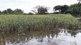 Dato. Agricultores dijeron que aunque la lluvia cesó el miércoles, los terrenos siguen inundados.