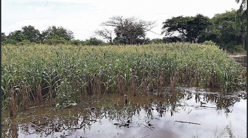 Dato. Agricultores dijeron que aunque la lluvia cesó el miércoles, los terrenos siguen inundados.