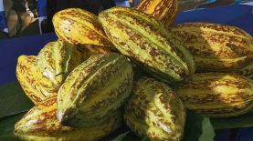 Participación.En países como El Salvador el cultivo del cacao está ganando terreno.