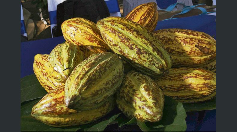 Participación.En países como El Salvador el cultivo del cacao está ganando terreno.