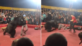 Un oso atacó a su domador en pleno show circense.