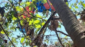 Un paracaidista se accidentó sobre árboles ubicados en el aeropuerto de Ilopango. Foto: cortesía Cruz Verde.