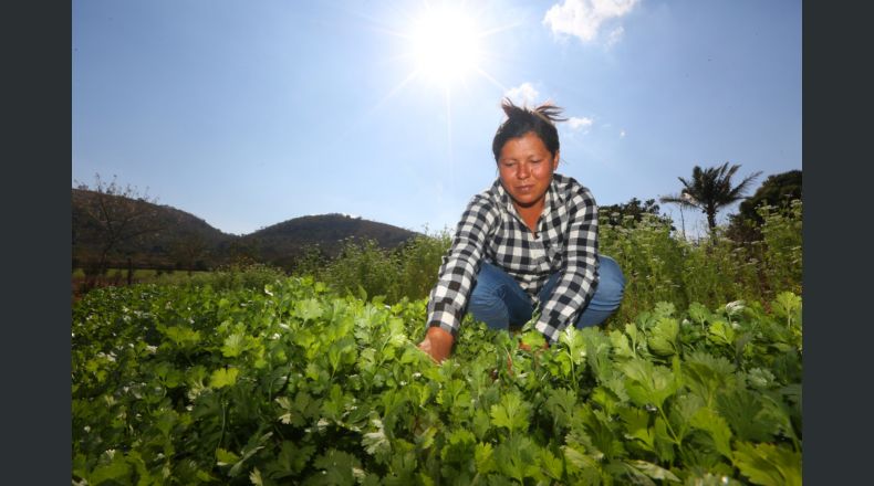 FAO: La agricultura demanda un 50.5% de agua para la producción de alimentos