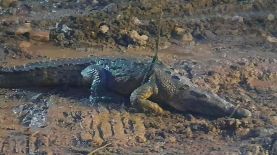 Un cocodrilo se ubicó en La Unión durante la noche del viernes. Foto: PNC