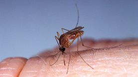 Los mosquitos transmiten el virus oropouche a los humanos a través de sus picaduras. Foto: Getty Images