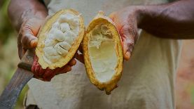 Todo el fruto del cacao puede ser utilizado ahora para hacer chocolate.