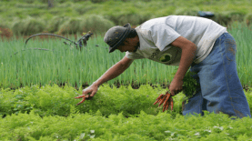 La agricultura ha disminuido en su participación como sector de la economía.