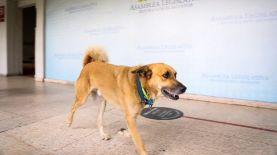 Este 9 de noviembre falleció Canelo, el perrito que vivió por muchos años en la Asamblea.