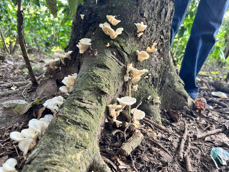 Los participantes del Fungitour aprendieron a identificar hongos comestibles y no comestibles, una habilidad clave para la fungicultura en El Salvador. Foto por Tatiana Tolentino. 