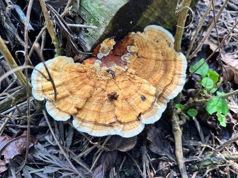 Una variedad de hongos encontrados en el Ecoparque El Espino, donde los participantes del Fungitour aprendieron a diferenciar entre especies comestibles y no comestibles. Foto por Tatiana Tolentino.