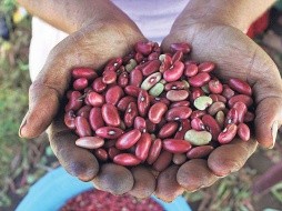 La CAMPO prevé una menor cosecha de frijol.