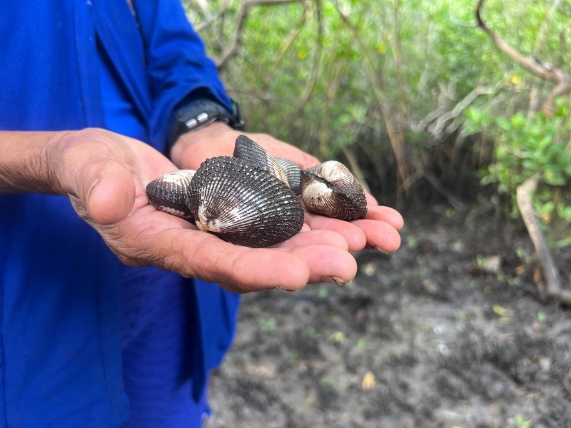 El exceso de agua dulce proveniente de las lluvias afecta a la flora y fauna del manglar. Foto: Laura Cardona. 