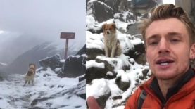 Un viajero inglés fue guiado por un perro en las montañas de Perú.