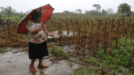 Doña María Galvez, del cantón Las Trincheras, en Caluco, Sonsonate, muestra su frijolar inundado.