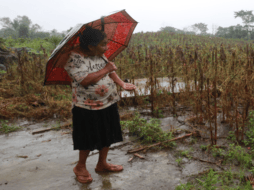 Doña María Galvez, del cantón Las Trincheras, en Caluco, Sonsonate, muestra su frijolar inundado.