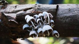 A d a p t i b i l i d a d . Ejemplar de Coprinellus Disseminatus que creció en una rama. Foto Luis Martínez