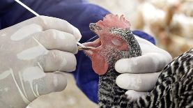 Fotografía de archivo en la que se ve a Luis Fabián, un especialista de la Oficina de control animal del departamento de Agricultura estatal de Florida, sacar una prueba de saliva de un ave de una granja de Miami, Florida (EUA). EFE/John Riley