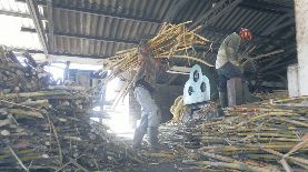 La caña que se cosecha durante la zafra produce azúcar, pero su bagazo también genera energía.