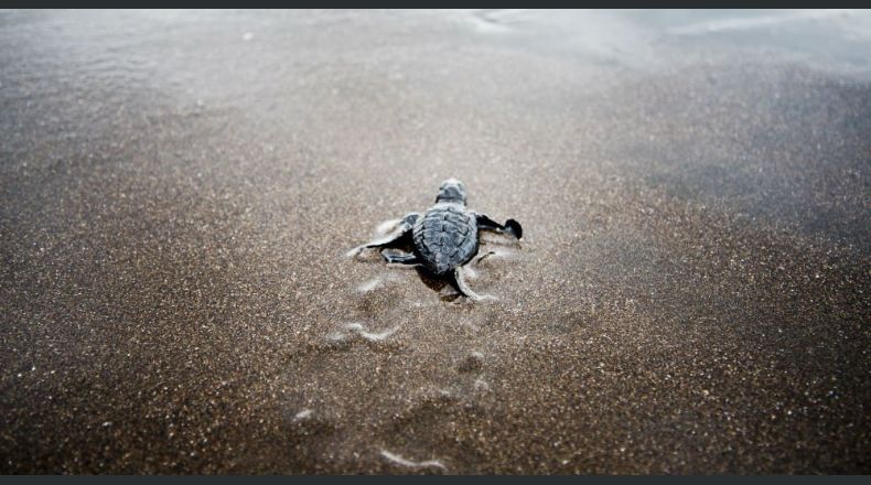 Anuncian proyectos para conservación de tortugas marinas en Jiquilisco