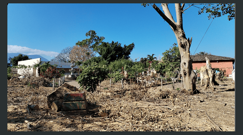 LPG/Óscar Reyes. Los vecinos esperan que la alcaldía suspenda la tala de árboles en el parque.