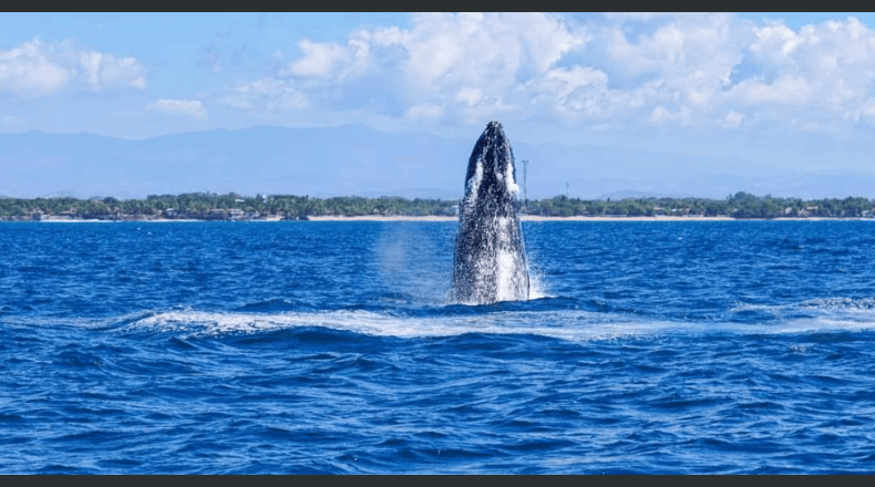 (VIDEO + FOTOS)  Avistamiento de ballenas jorobadas: un espectáculo en playa Los Cóbanos