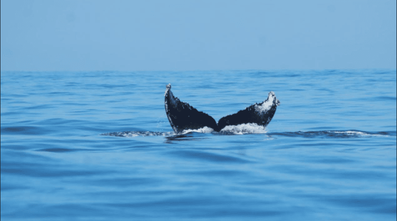 Fotos LPG/Marielos Román. Las ballenas recorren miles de kilómetros desde Norteamérica para aparearse y parir en las cálidas aguas de la playa Los Cóbanos, en Acajutla, Sonsonate.