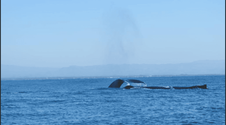 Fotos LPG/Marielos Román. Las ballenas recorren miles de kilómetros desde Norteamérica para aparearse y parir en las cálidas aguas de la playa Los Cóbanos, en Acajutla, Sonsonate.