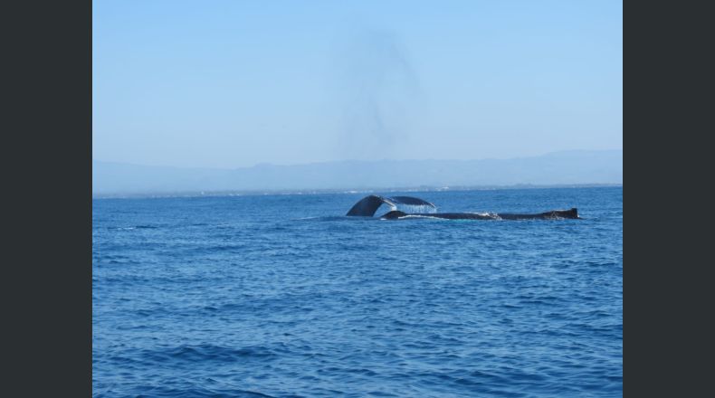 Fotos LPG/Marielos Román. Las ballenas recorren miles de kilómetros desde Norteamérica para aparearse y parir en las cálidas aguas de la playa Los Cóbanos, en Acajutla, Sonsonate.