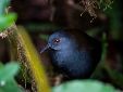 Un grupo de científicos halló en la isla Floreana, del archipiélago ecuatoriano de las Galápagos, a un ave terrestre endémica que creían extinta hace casi dos siglos en esa demarcación, ubicada en el sur de la región insular, según anunció este jueves la Fundación Charles Darwin (FCD). EFE/Fundación Charles Darwin