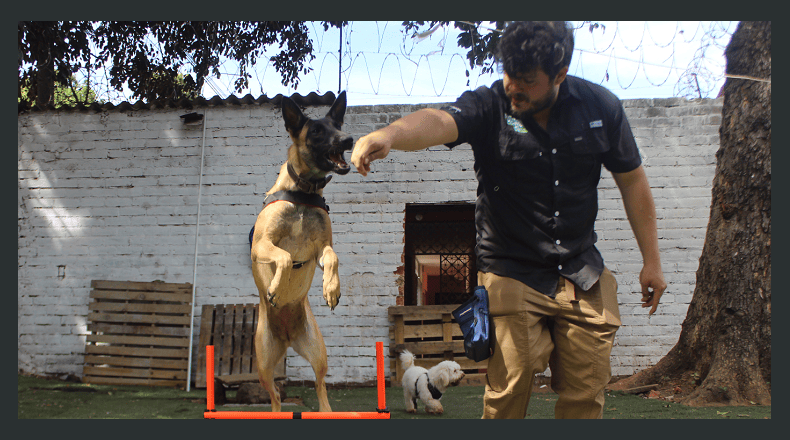 Foto LPG/Óscar Reyes. Los espacios de este hotel fueron adecuados para ofrecer una estadía placentera a los animales. El cuido y la educación son fundamentales.