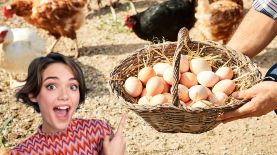 Gallinas ponedoras Foto: iStock/Getty Images