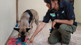 El presidente Nayib Bukele dijo el 8 de marzo que cerraría el IBA, la Polipet y el Chivo Pets, pero un día después cambió de parecer con el hospital veterninario, aunque no especificó sobre las otras áreas.