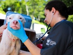 Nayib Bukele ordenó el cierre del Instituto de Bienestar Animal (IBA) junto con Chivo Pets. Si bien ordenó reabrir el hospital veterinario, no aclaró si ocurrirá lo mismo con el IBA. / Foto: Cortesía Instituto Bienestar Animal