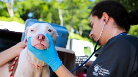 Nayib Bukele ordenó el cierre del Instituto de Bienestar Animal (IBA) junto con Chivo Pets. Si bien ordenó reabrir el hospital veterinario, no aclaró si ocurrirá lo mismo con el IBA. / Foto: Cortesía Instituto Bienestar Animal