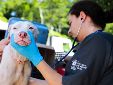 Nayib Bukele ordenó el cierre del Instituto de Bienestar Animal (IBA) junto con Chivo Pets. Si bien ordenó reabrir el hospital veterinario, no aclaró si ocurrirá lo mismo con el IBA. / Foto: Cortesía Instituto Bienestar Animal