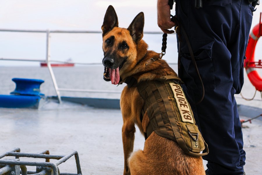 Cientos de perros están siendo entrenados para apoyar a la Patrulla Fronteriza de EUA.