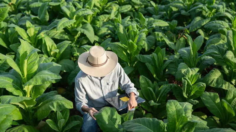 Por sus características, el tabaco puede ser aprovechado en la producción farmacéutica.