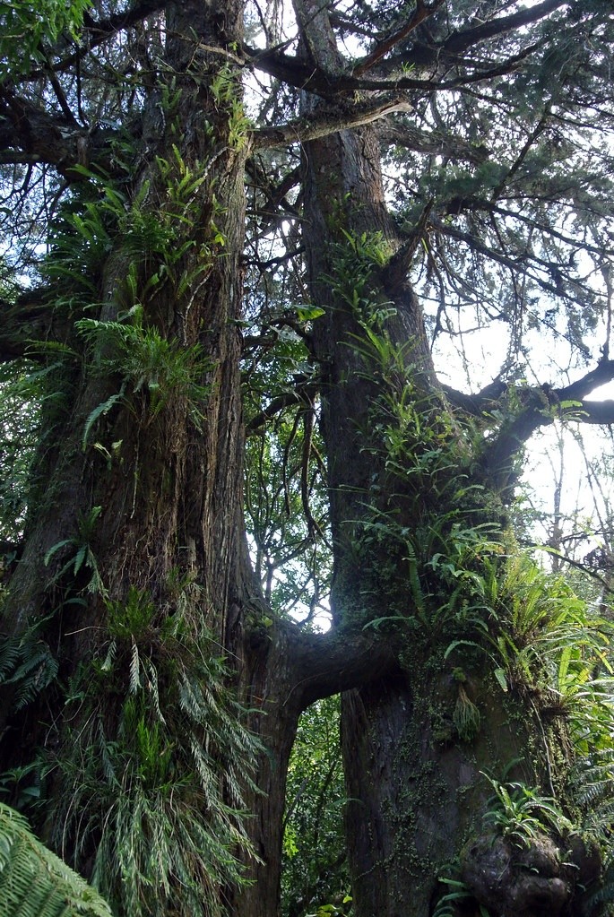 El árbol de amor es principales atractivos de Montecristo. Foto: Filckr 